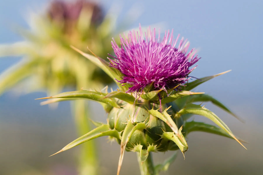 Milk Thistle Extract