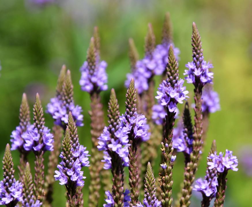 Verbena Extract